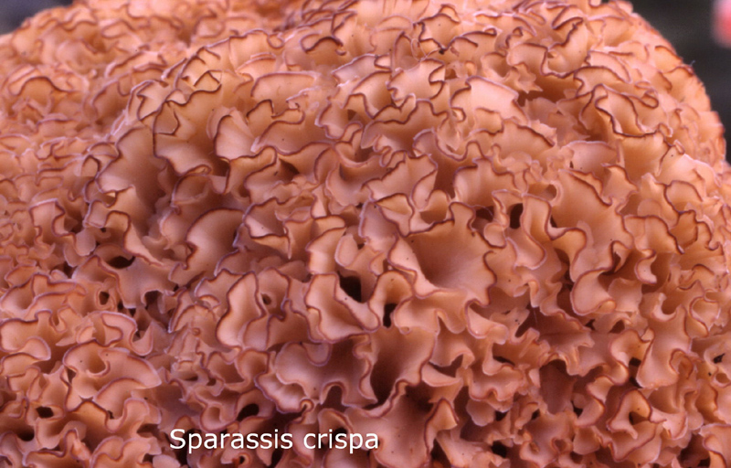 Sparassis crispa-amf1774.jpg - Sparassis crispa - Nom français: Sparassis crépu / Chou-fleur